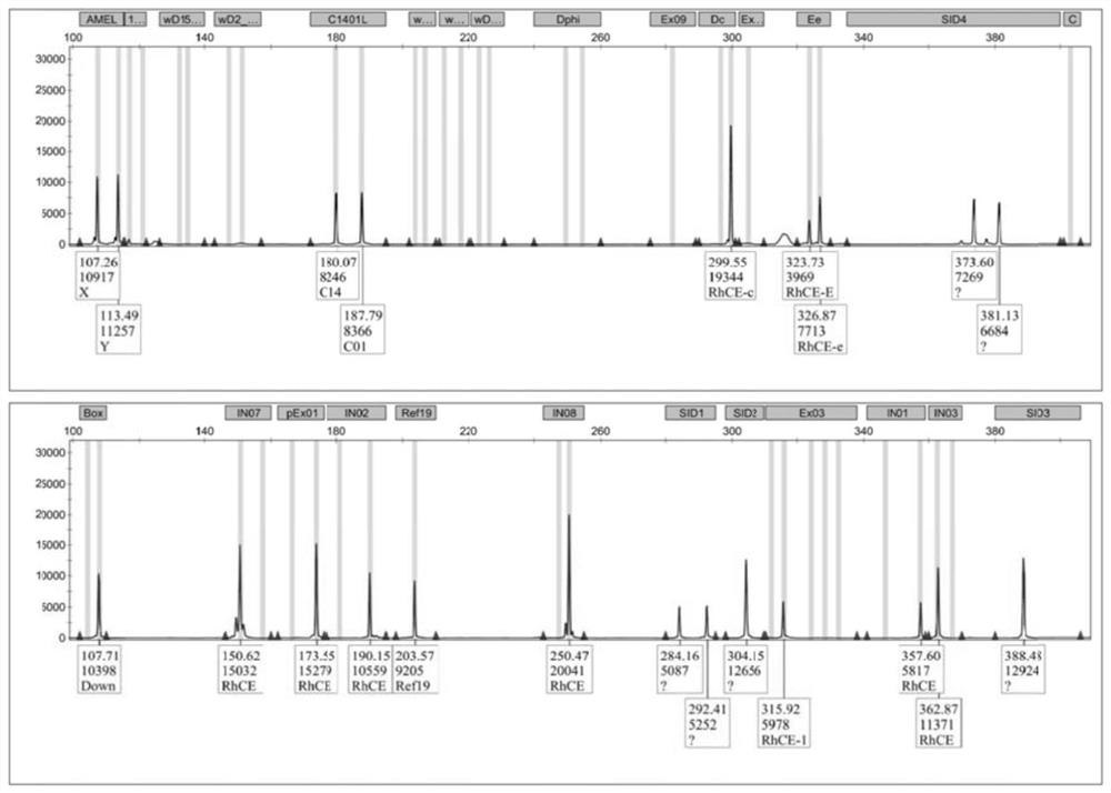 A genotyping detection kit for 23 gene loci of human rh blood type