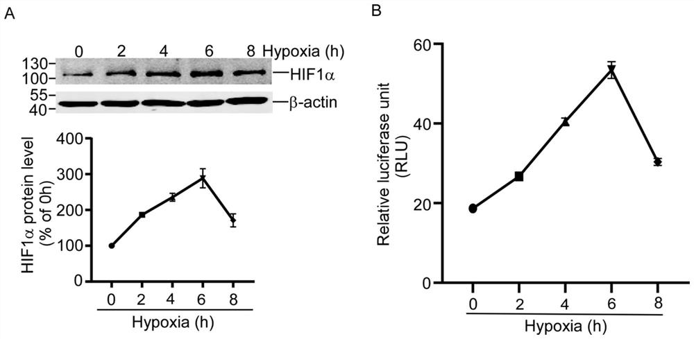 RCAN1.1 promoter fragment for cell hypoxia and HIF1alpha protein activity indicator and application thereof