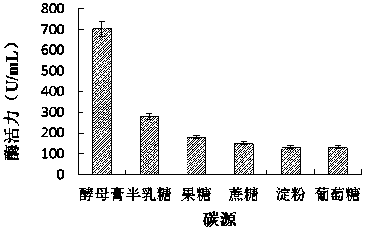 Alkaline protease producing strain in sea cucumber intestinal tract and application thereof