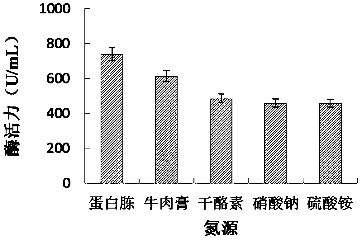 Alkaline protease producing strain in sea cucumber intestinal tract and application thereof