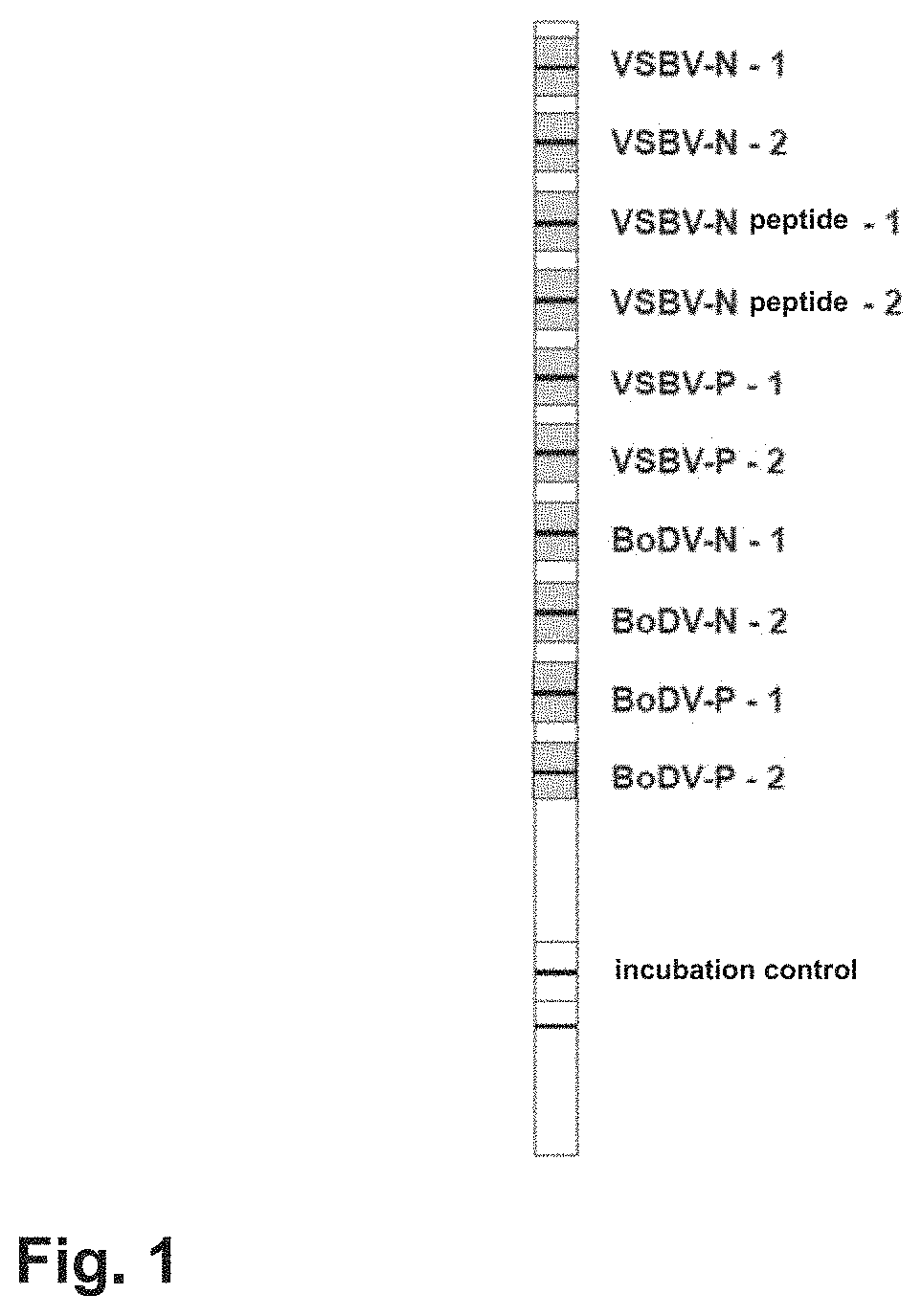 Method for the diagnosis of bornavirus infection