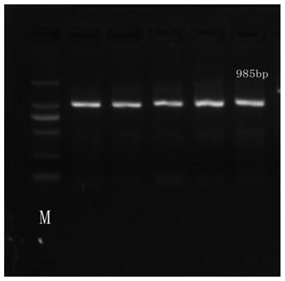 Molecular marker and its application of gene svep1 related to eye muscle pH value 24 hours after slaughter