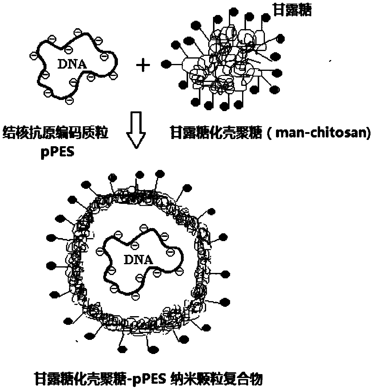 Mannosylated chitosan delivery system assembled tuberculosis mucosa gene vaccine