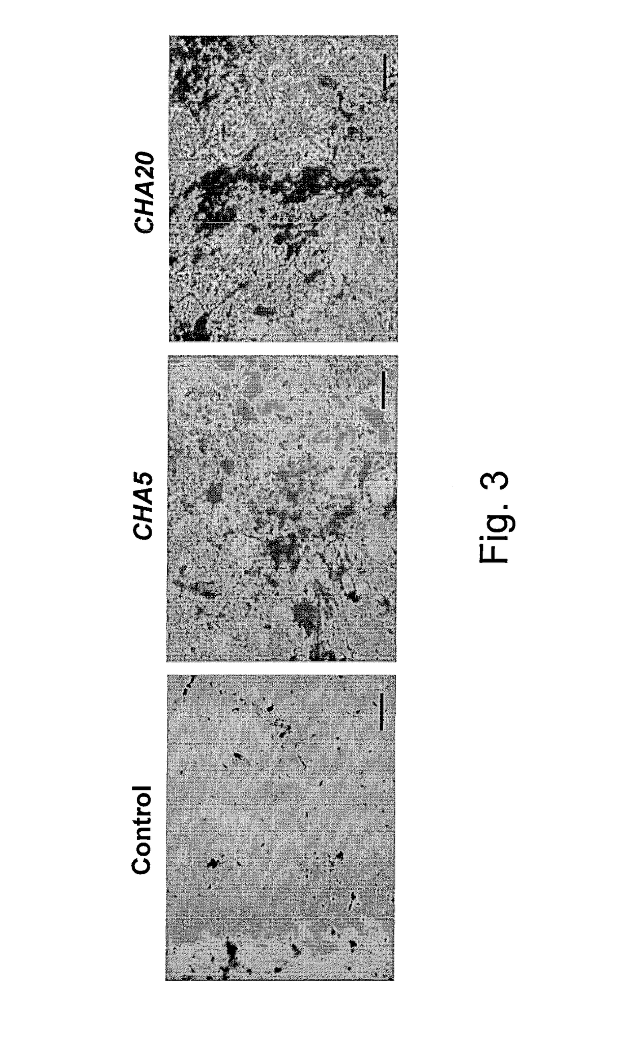 Method for preserving proliferation and differentiation potential of mesenchymal stem cells