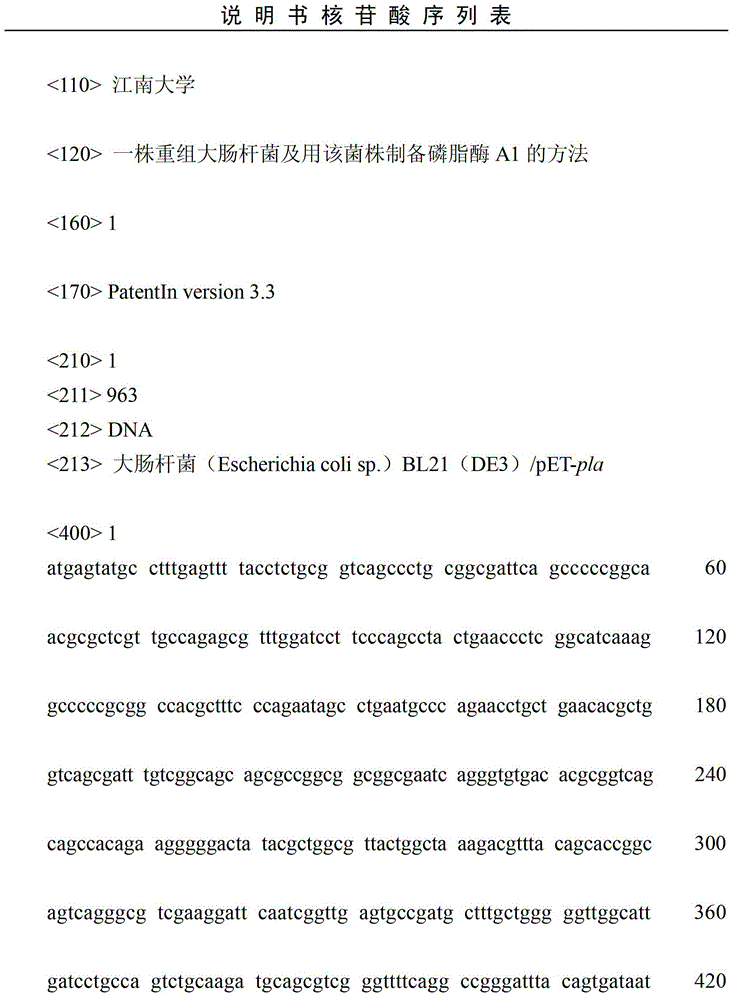 Recombinant Escherichia coli, and method for preparing phospholipase A1 through using recombinant Escherichia coli