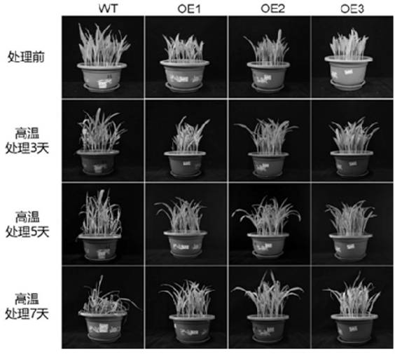 Application of Maize Casein Kinase 2ck2α2 and its Encoding Gene Based on High Temperature Stress Response