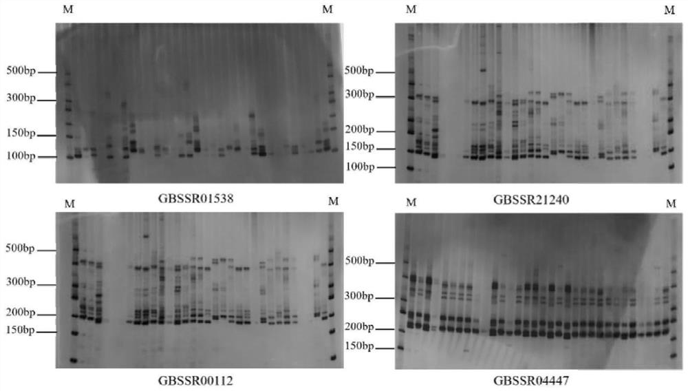 Ginkgo polymorphic EST-SSR (expressed sequence tag-simple sequence repeat) molecular marker primer and application thereof