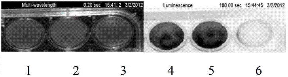 Salmonella typhimurium X3306lux and applications of salmonella typhimurium X3306lux in living body imaging