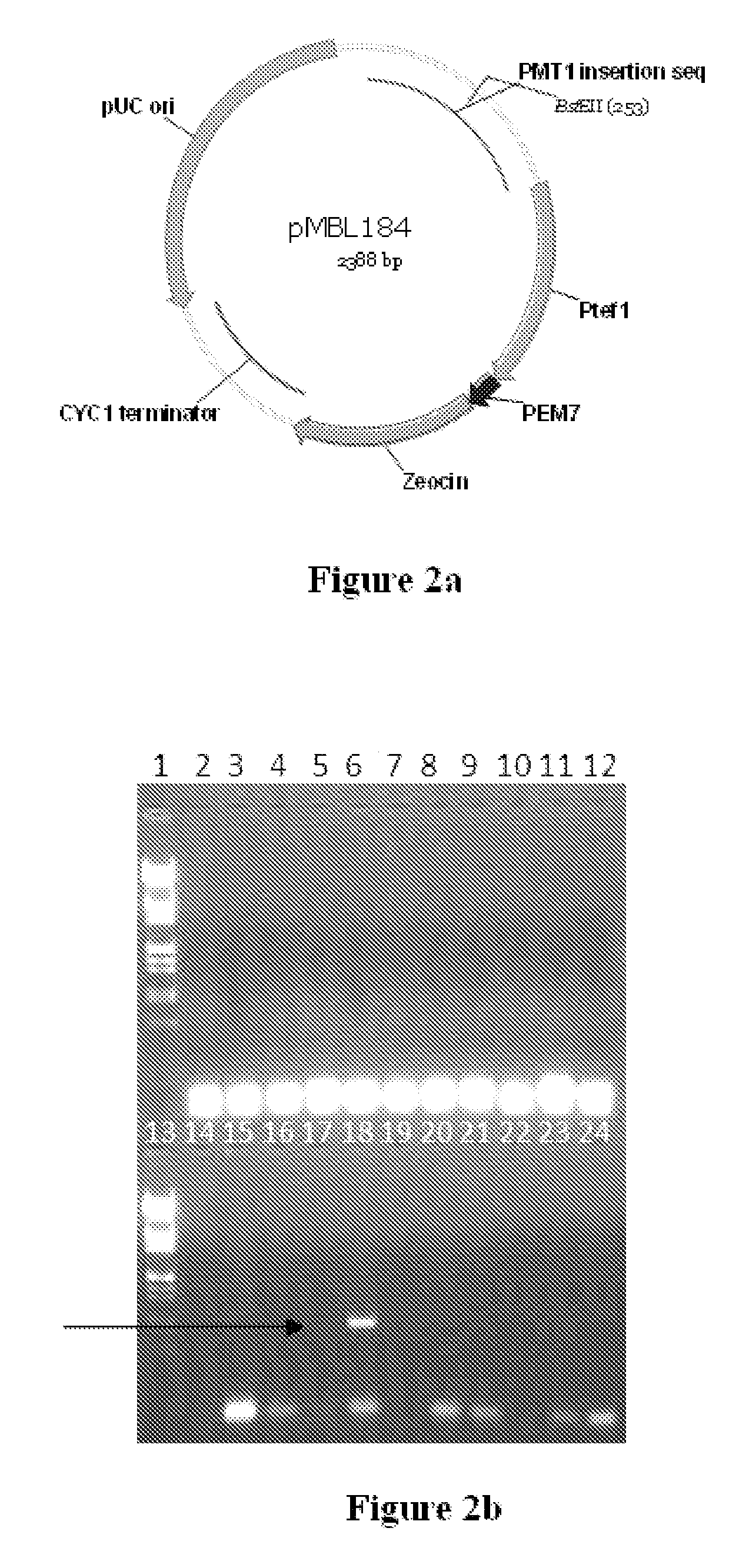 Method of reducing glycosylation of proteins, processes and proteins thereof