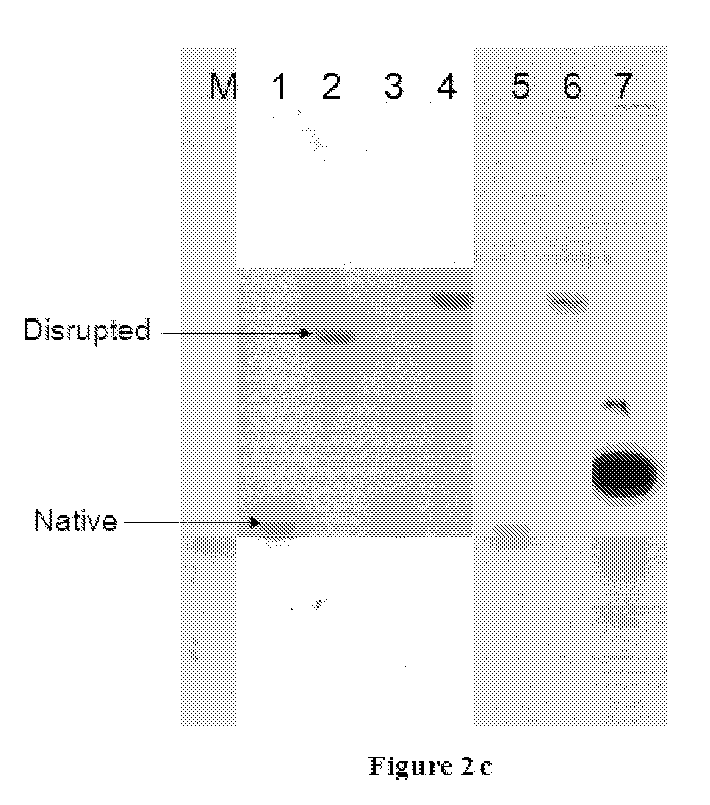 Method of reducing glycosylation of proteins, processes and proteins thereof