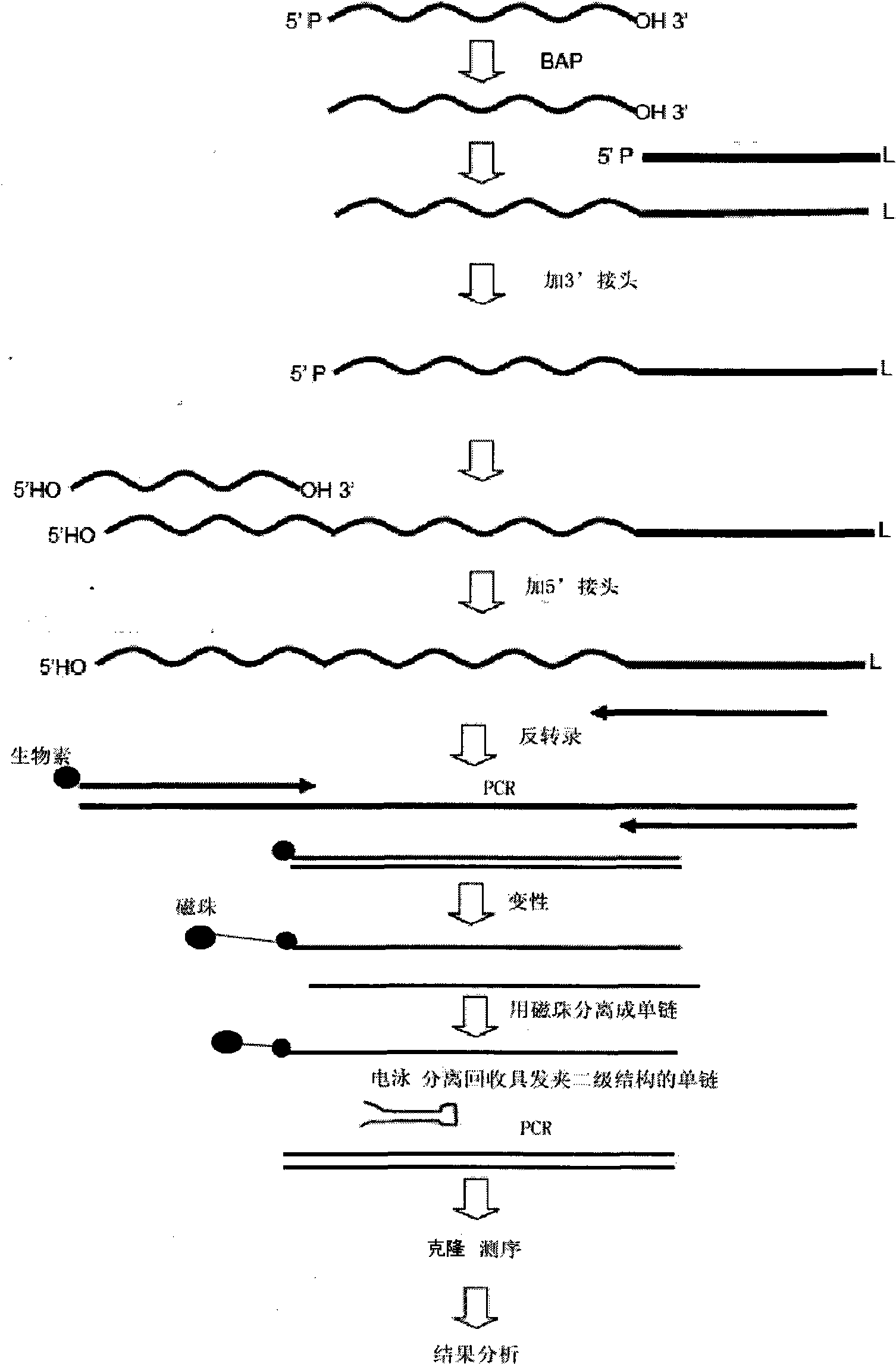 Method for extracting microRNA precursor cDNA from cDNA library synthesized from small RNA