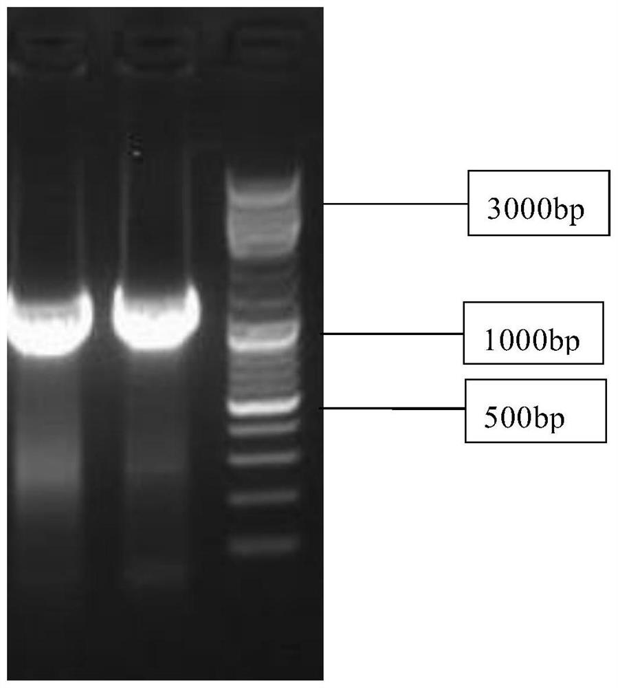 A kind of Pseudomonas fluorescens and its application