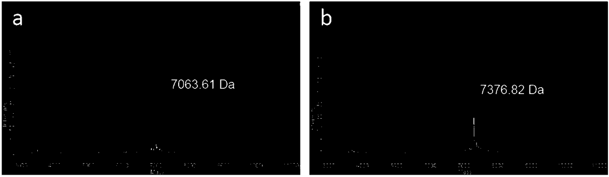 Enrichment method for peripheral blood free tumor DNA, kit and ...