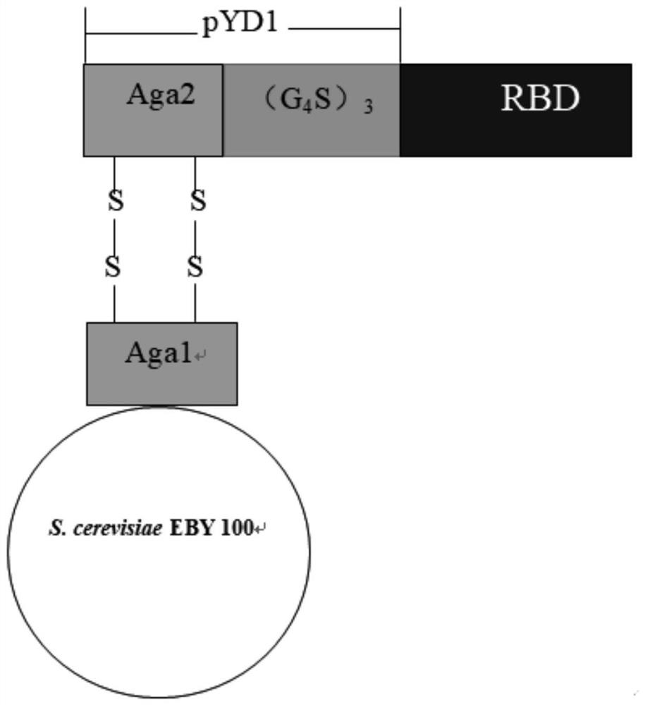 COVID-19 subunit vaccine based on saccharomyces cerevisiae surface display system