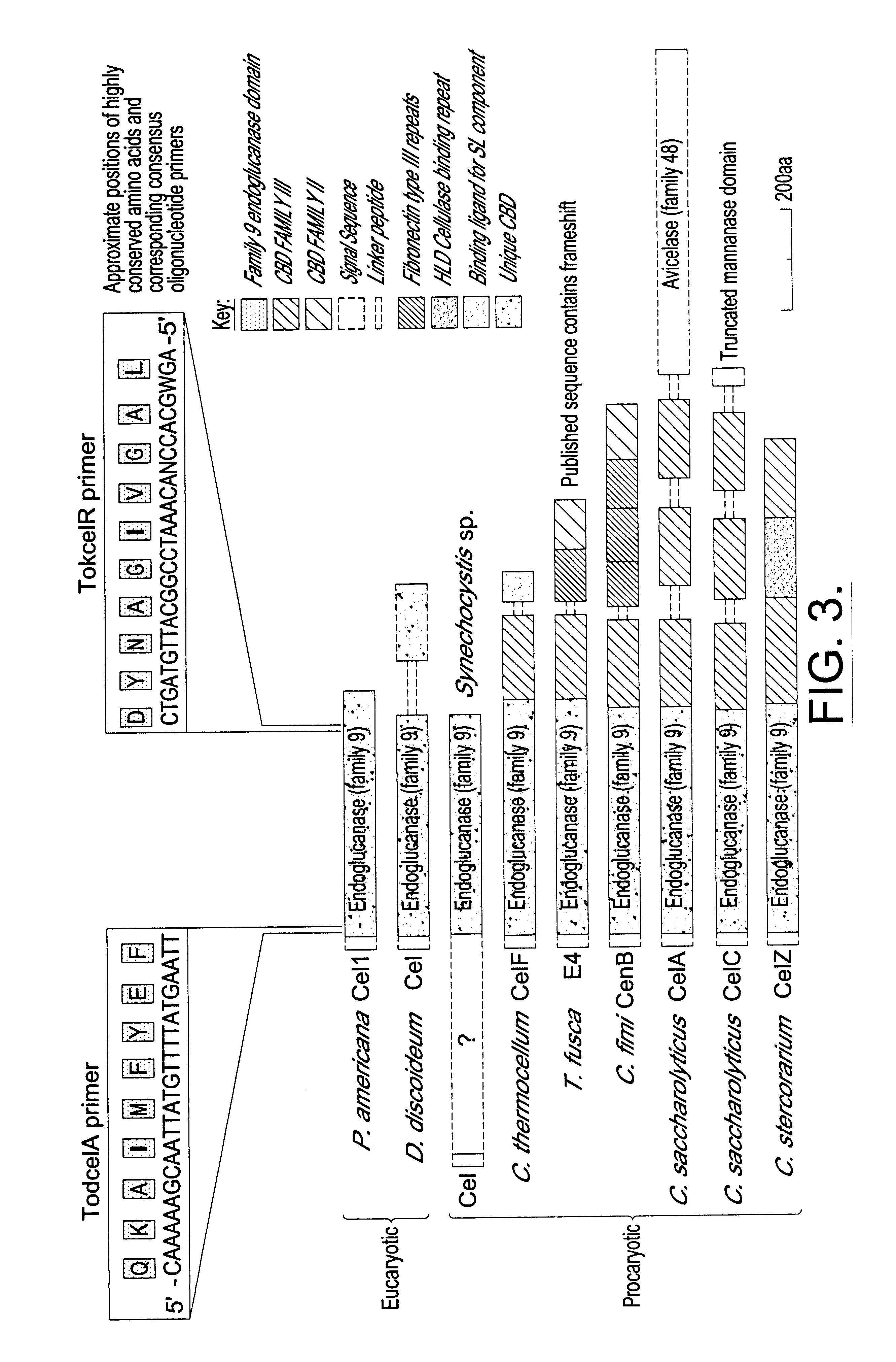 Compositions and methods for treating cellulose containing fabrics using truncated cellulase enzyme compositions