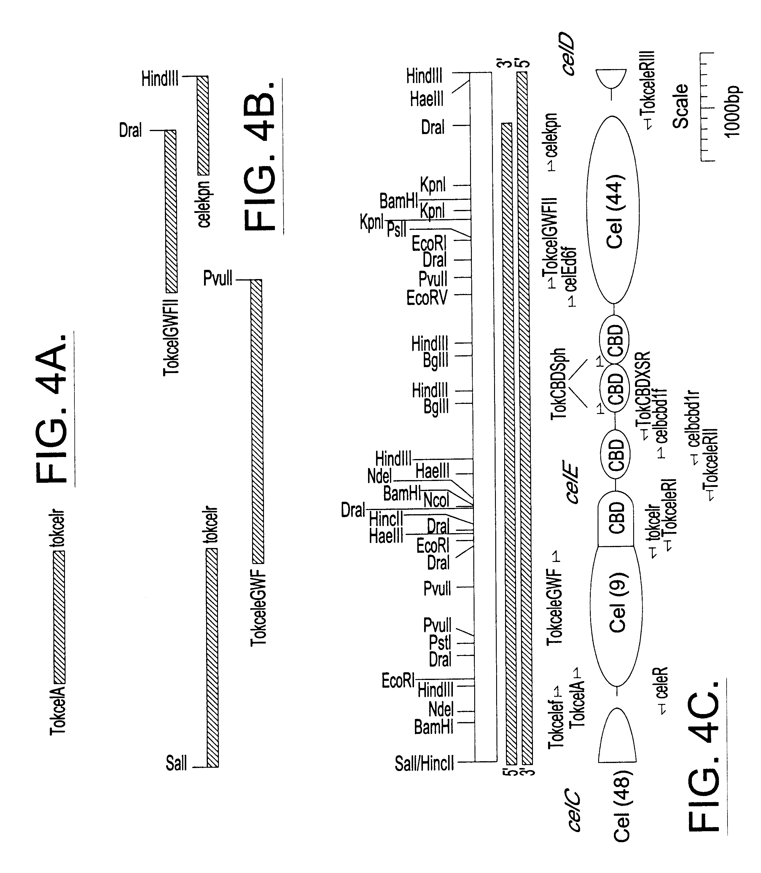Compositions and methods for treating cellulose containing fabrics using truncated cellulase enzyme compositions