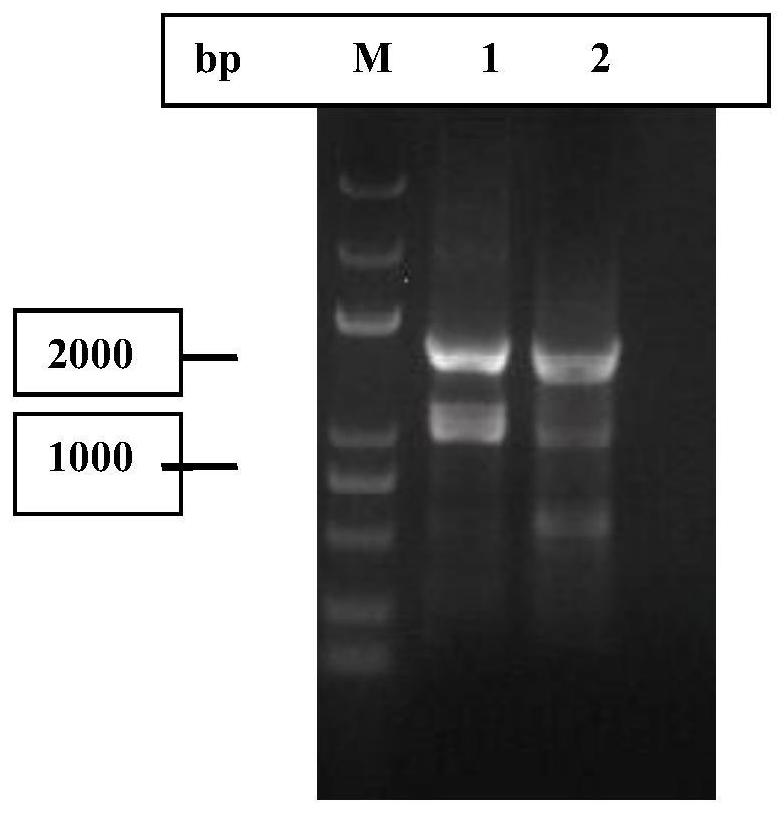 5-Hydroxymethylfurfural oxidase gene hmfo and its encoding enzyme and application