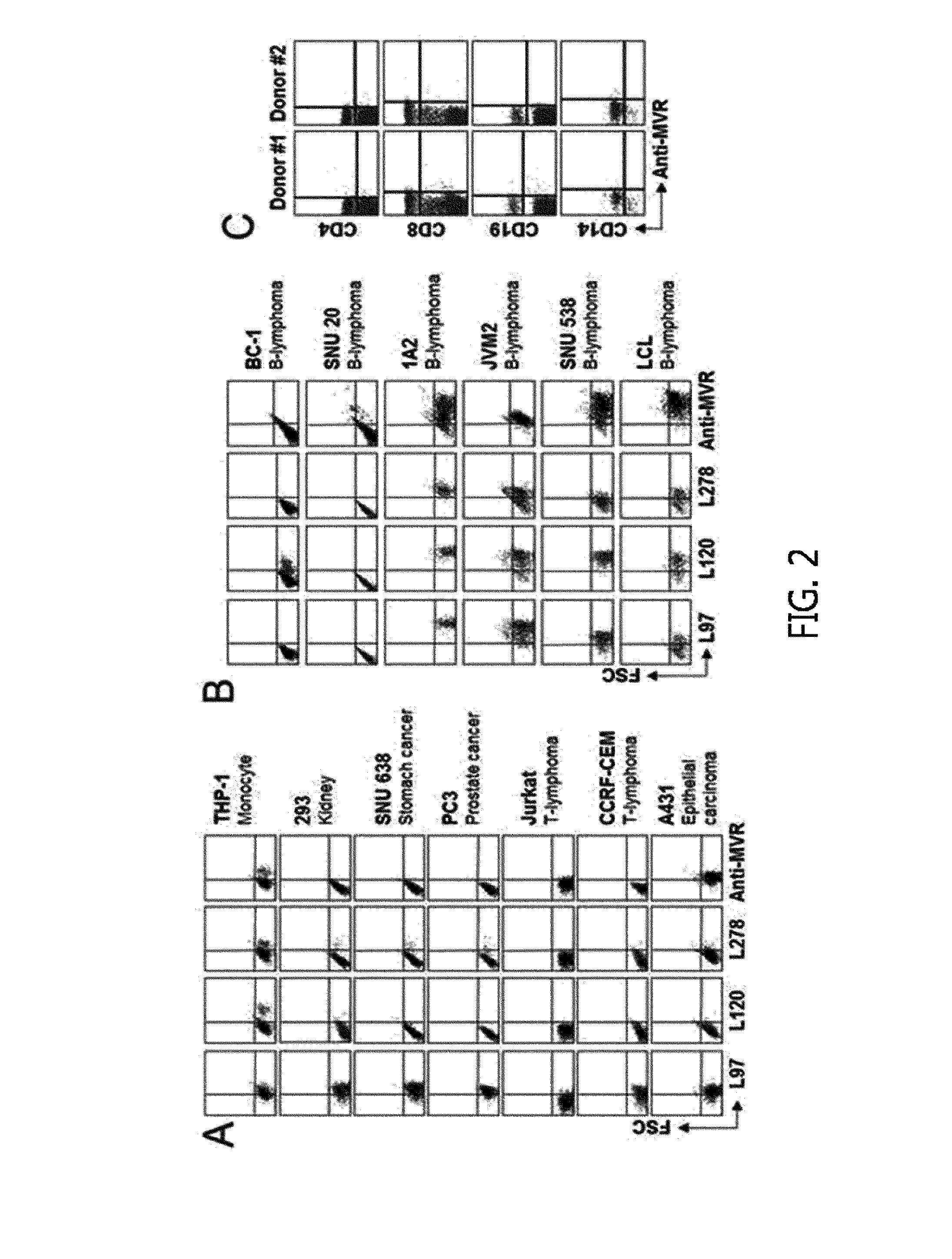 Monoclonal Antibody Which Specifically Recognizes B Cell Lymphoma and Use Thereof