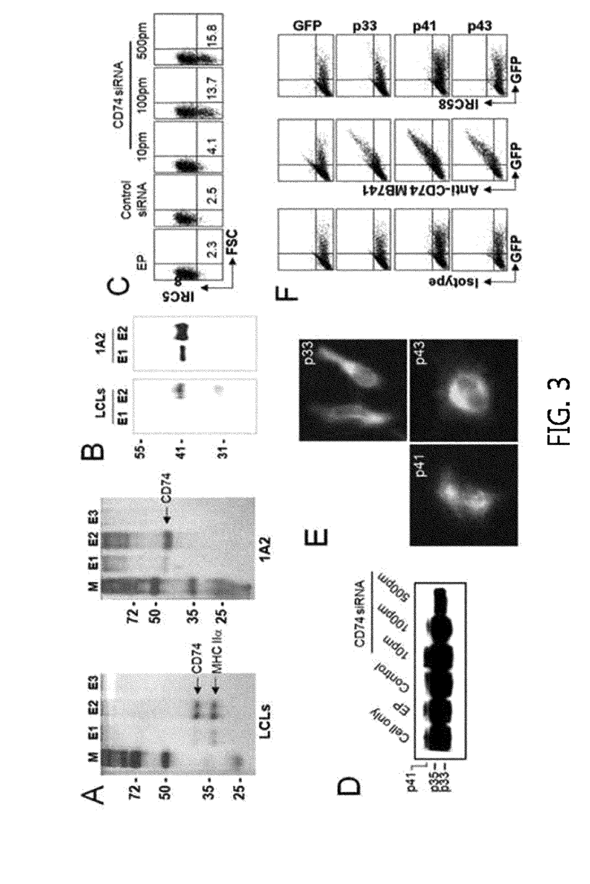 Monoclonal Antibody Which Specifically Recognizes B Cell Lymphoma and Use Thereof