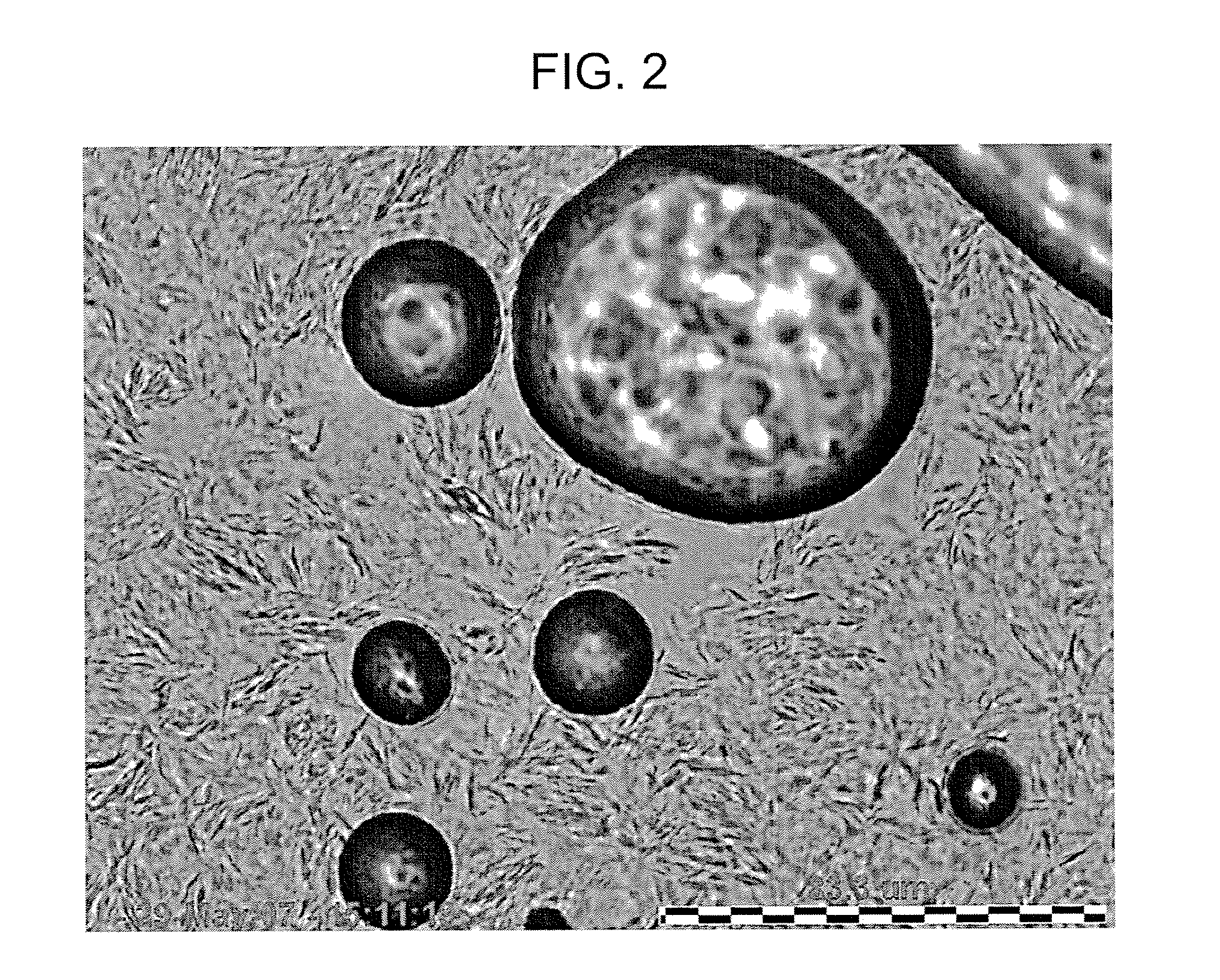 Polypropylene glycol foamable vehicle and pharmaceutical compositions thereof