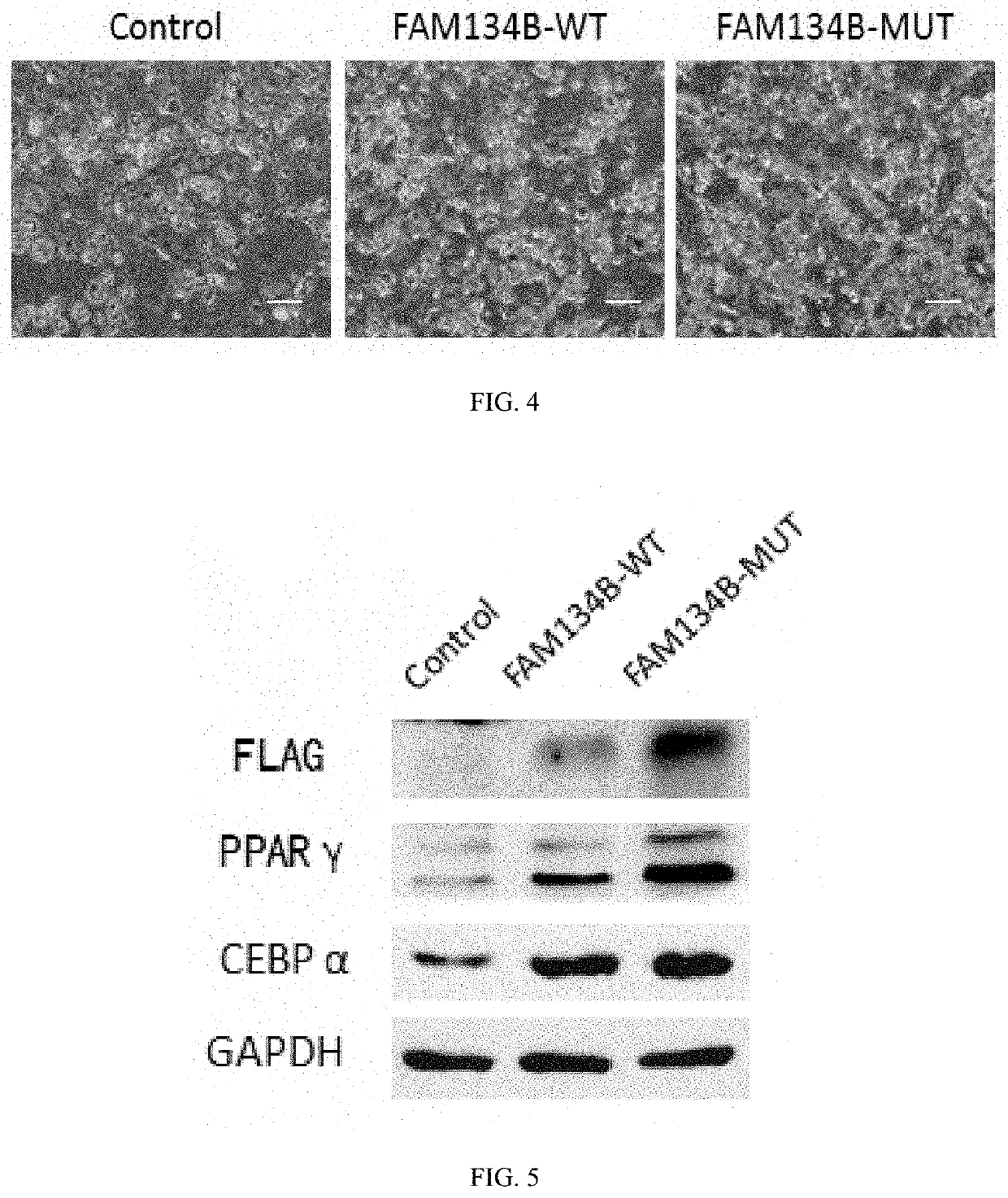 Identification, function and application of m6a methylation site in pig fat deposition-related fam134b mRNA