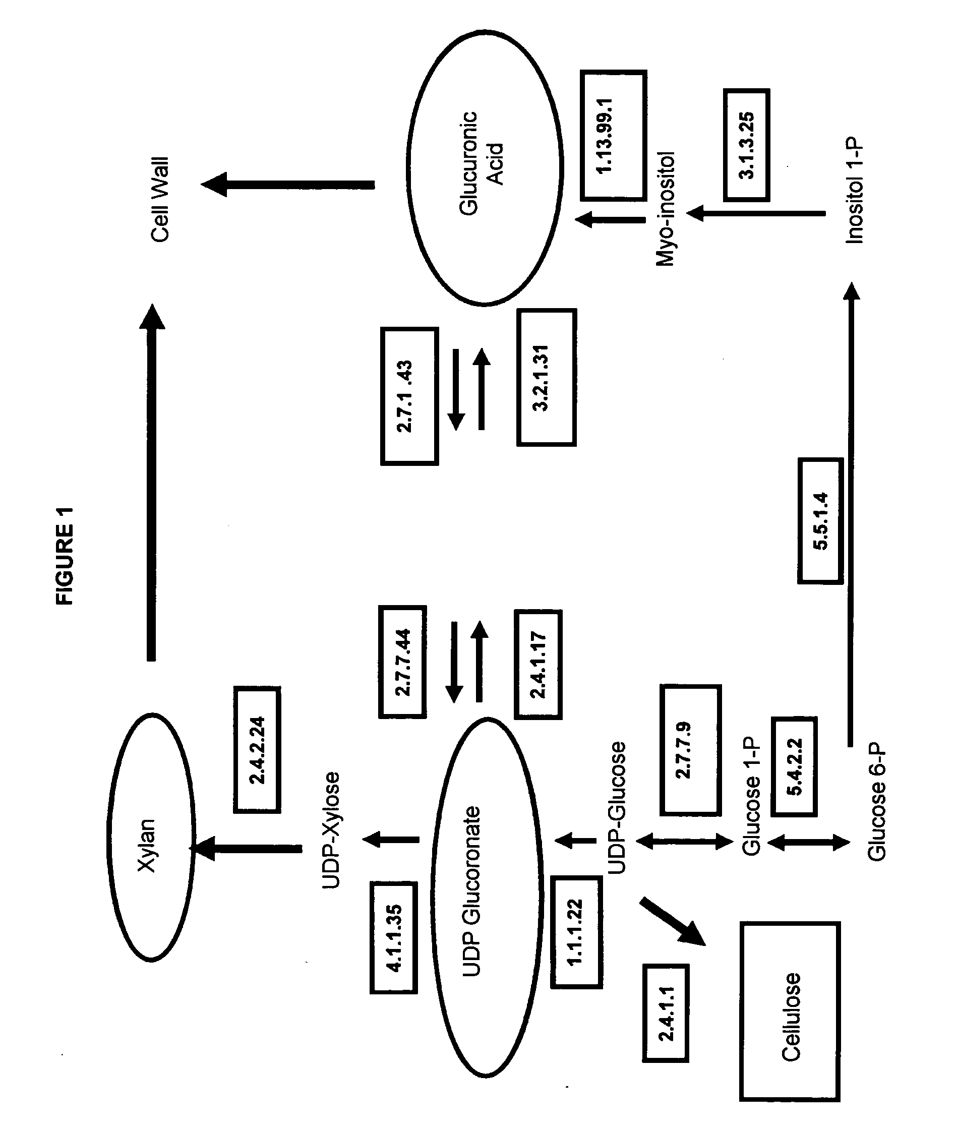 Method for the Genetic Modulation of the Biosynthesis of Hemicelluloses, Cellulose and Uronic Acids in Plant Cells Using Gene Expression Cassettes