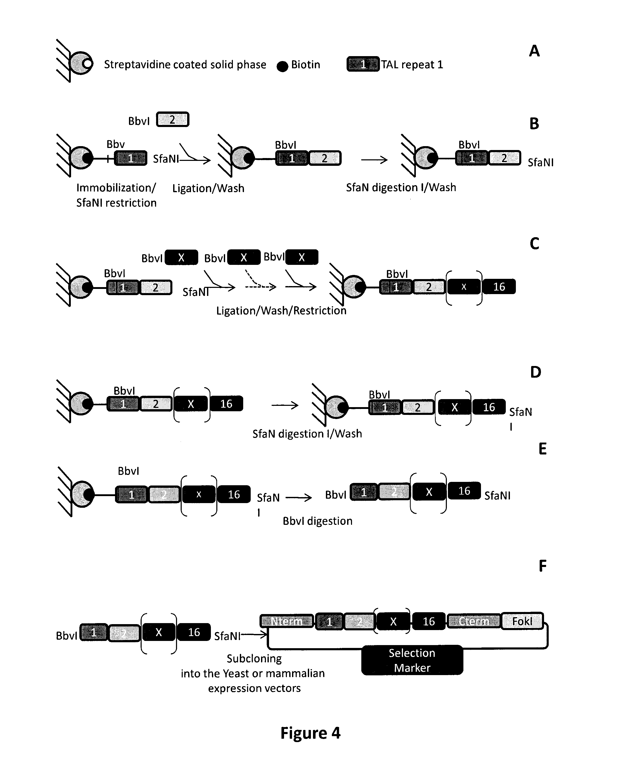 Method to overcome DNA chemical modifications sensitivity of engineered tale DNA binding domains