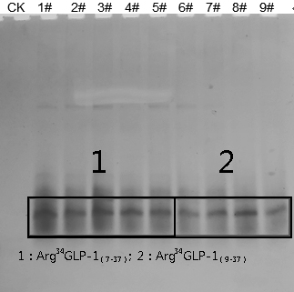 Pichia pastoris recombinant bacterium, culture method and application thereof