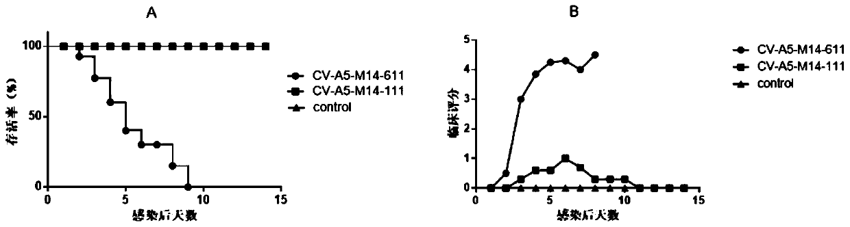 Coxsackie A group 5 virus strain capable of effectively infecting adult mice