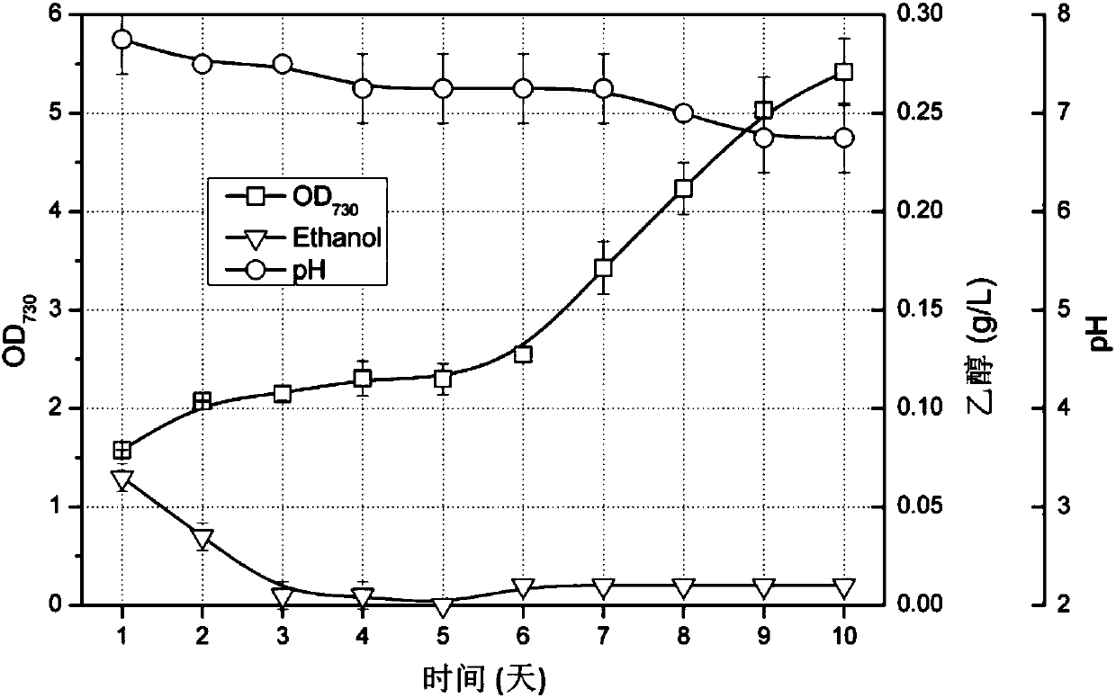 Pollution prevention and control method for ethanol consumption bacteria in ethanol producing genetic engineering cyanobacteria culture system