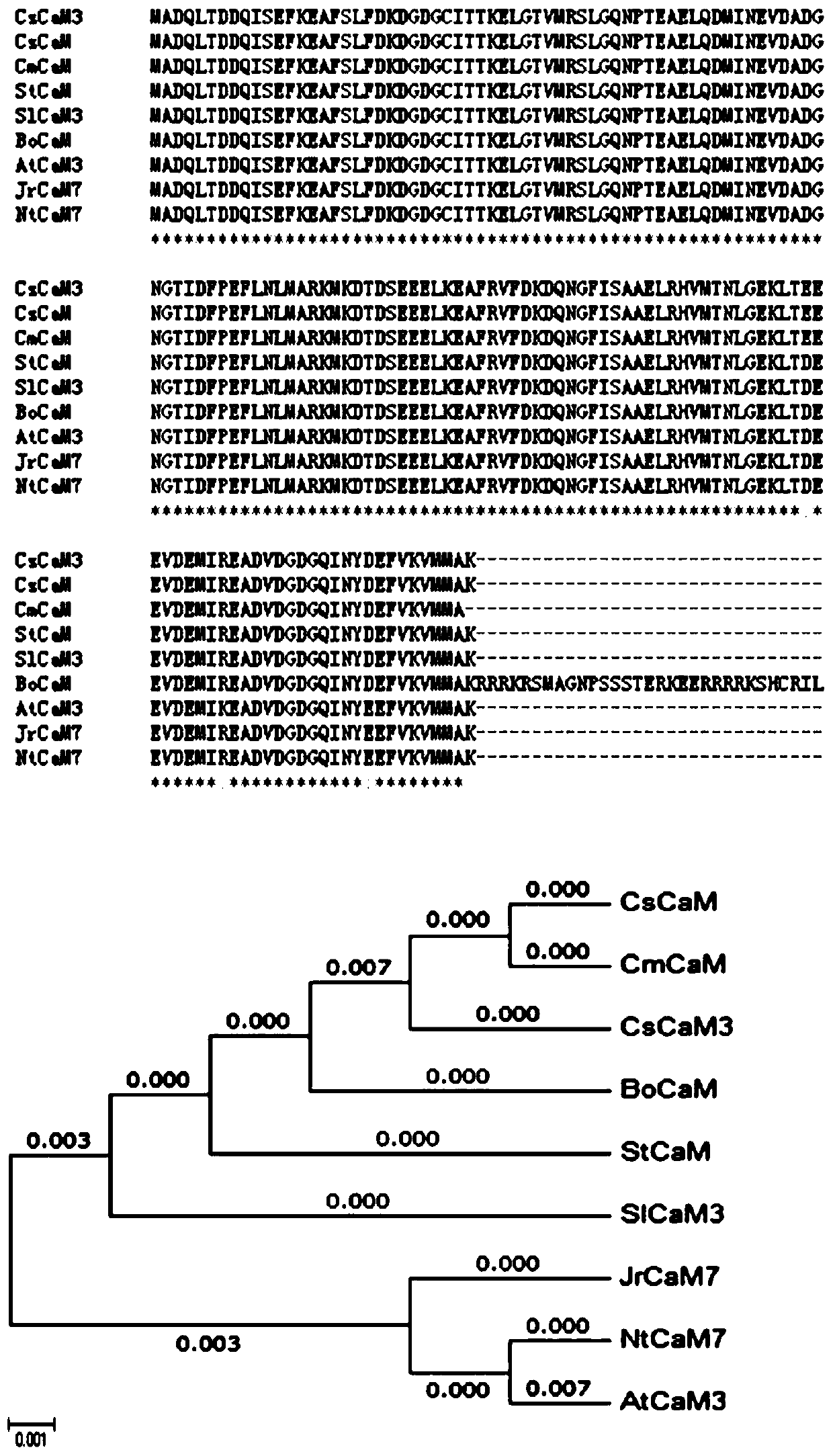Application of a Cucumber Calcium Binding Protein Gene cscam in Improving Heat Tolerance of Plants