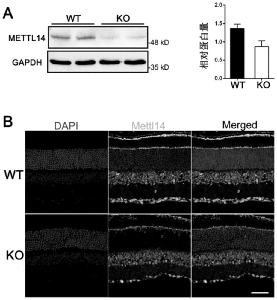 Method, application and breeding method for constructing retinitis pigmentosa disease model