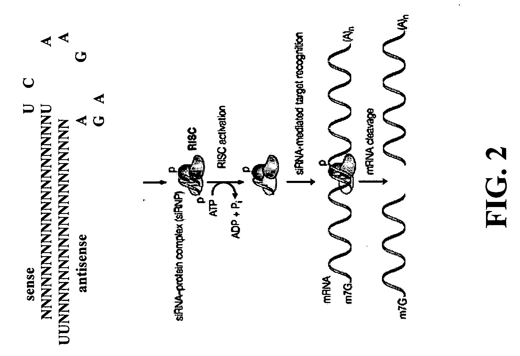 Method of producing antibodies with improved function