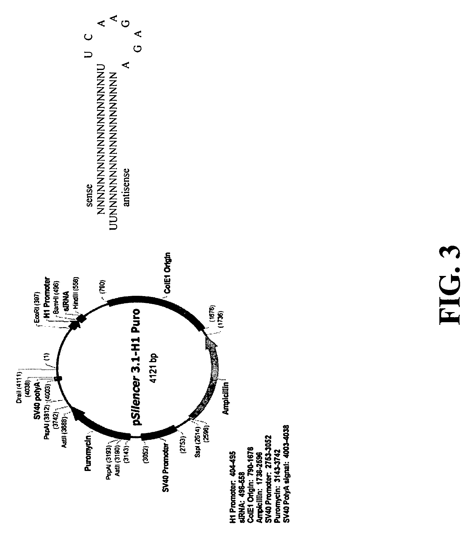 Method of producing antibodies with improved function