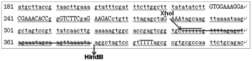 Composite multi-connected gRNA and RNAi expression cassette for vector expression