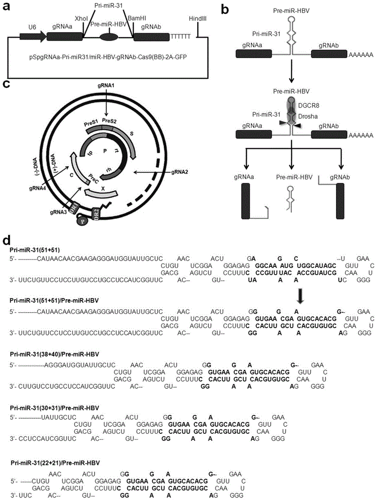 Composite multi-connected gRNA and RNAi expression cassette for vector expression