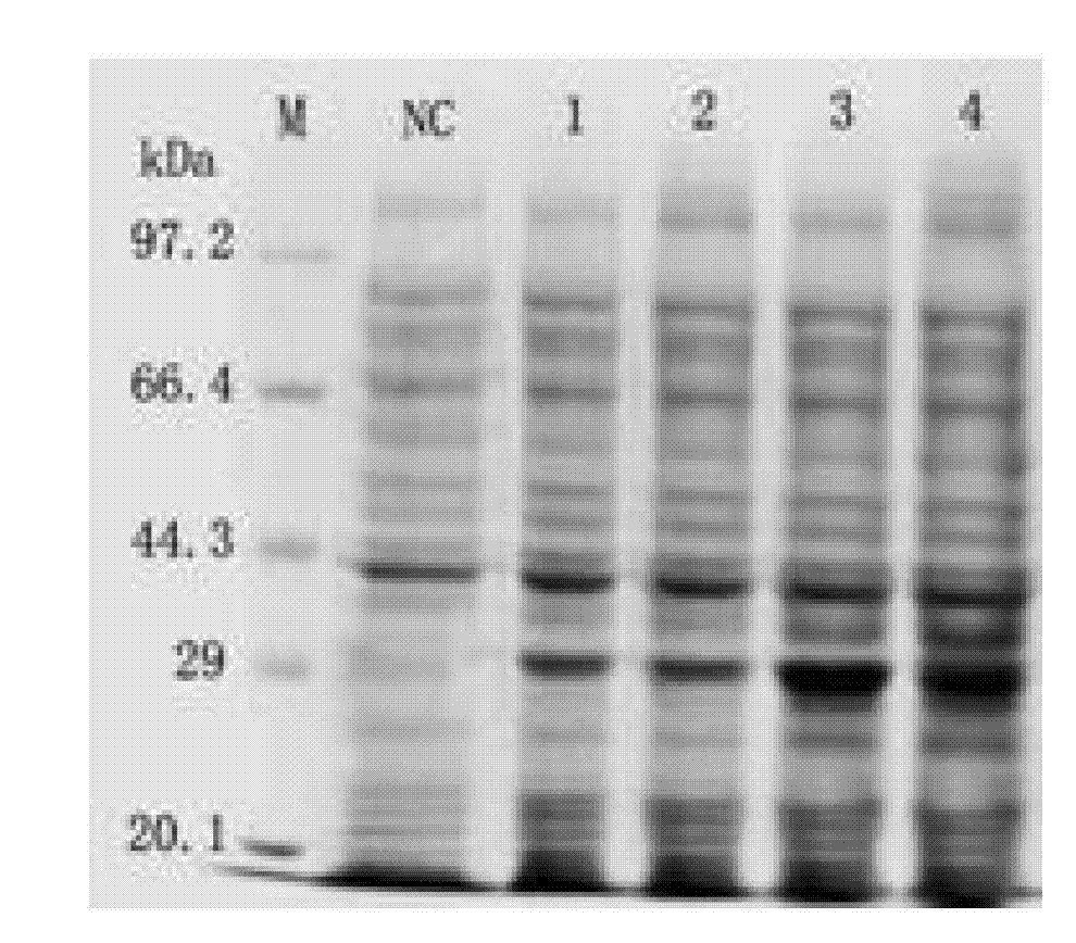 Method for exogenous gene expression optimization in salmonella