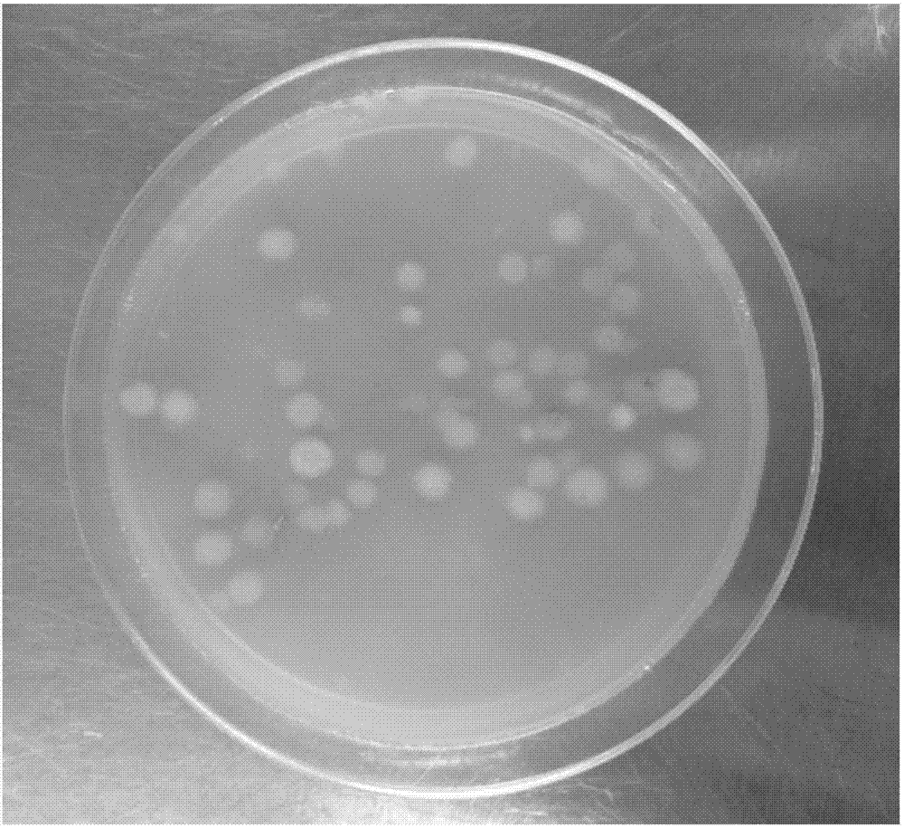 Trichoderma reesei genetically engineered bacterium for producing cellulase in high yield under induction of soluble and non-soluble carbon sources as well as construction method and application