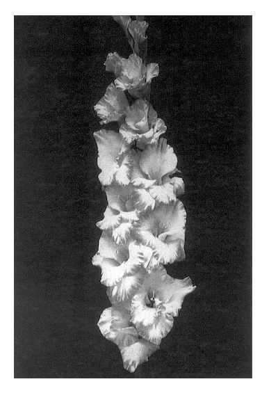 Gladiolus plant named `Anurag`