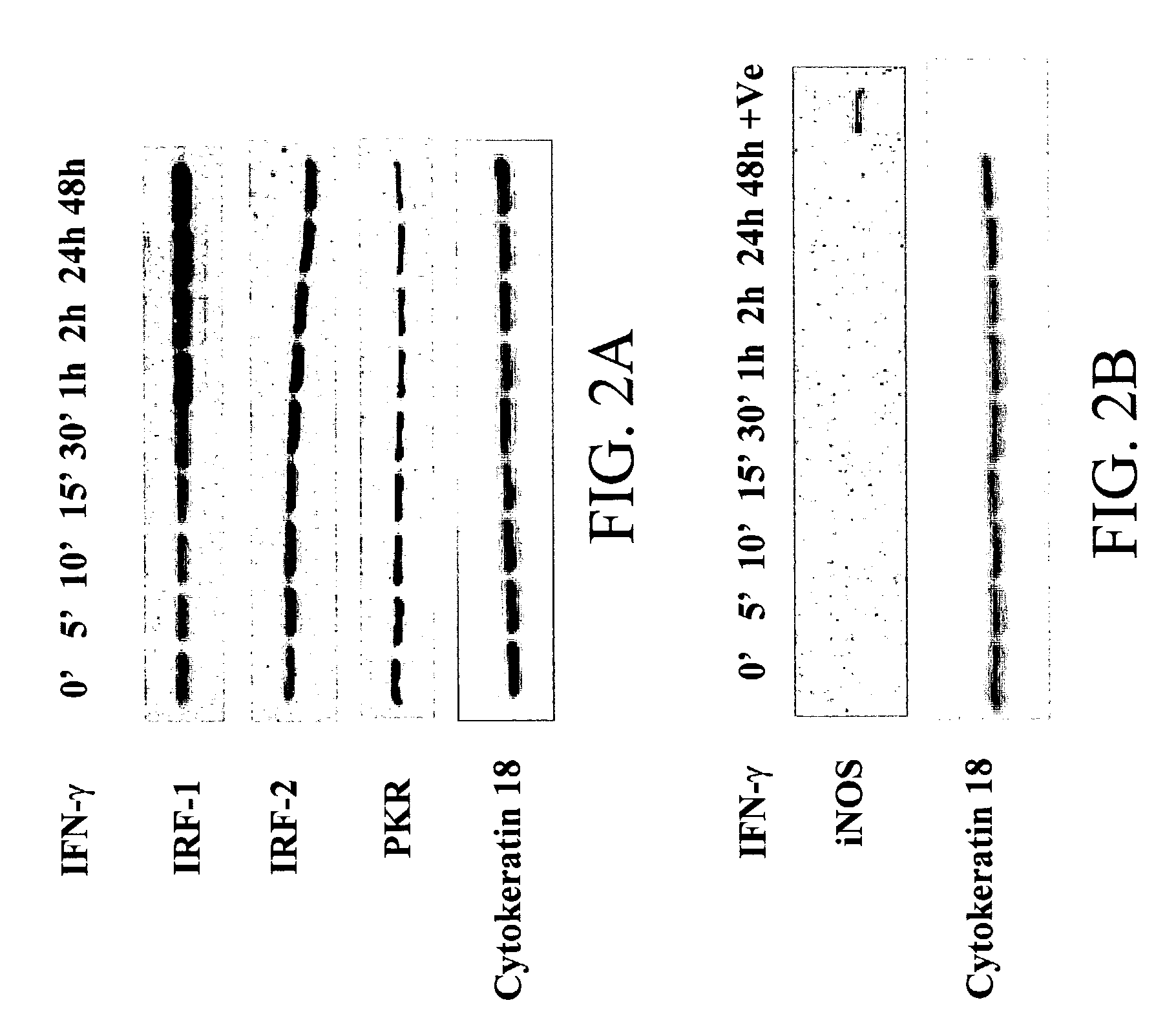 Materials and methods for prevention and treatment of RNA viral diseases