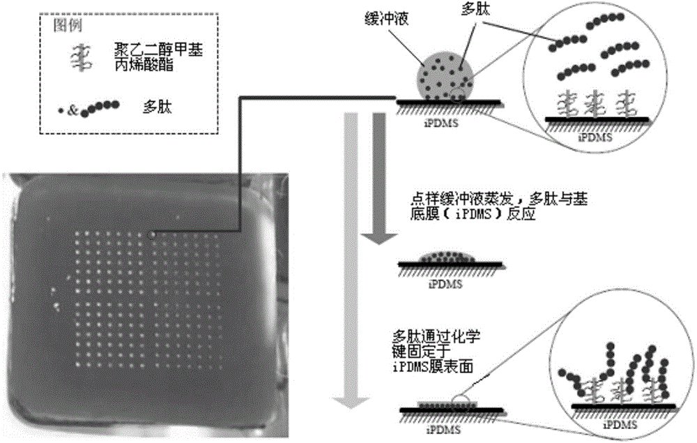 Polypeptide and detection device and detection kit containing polypeptide