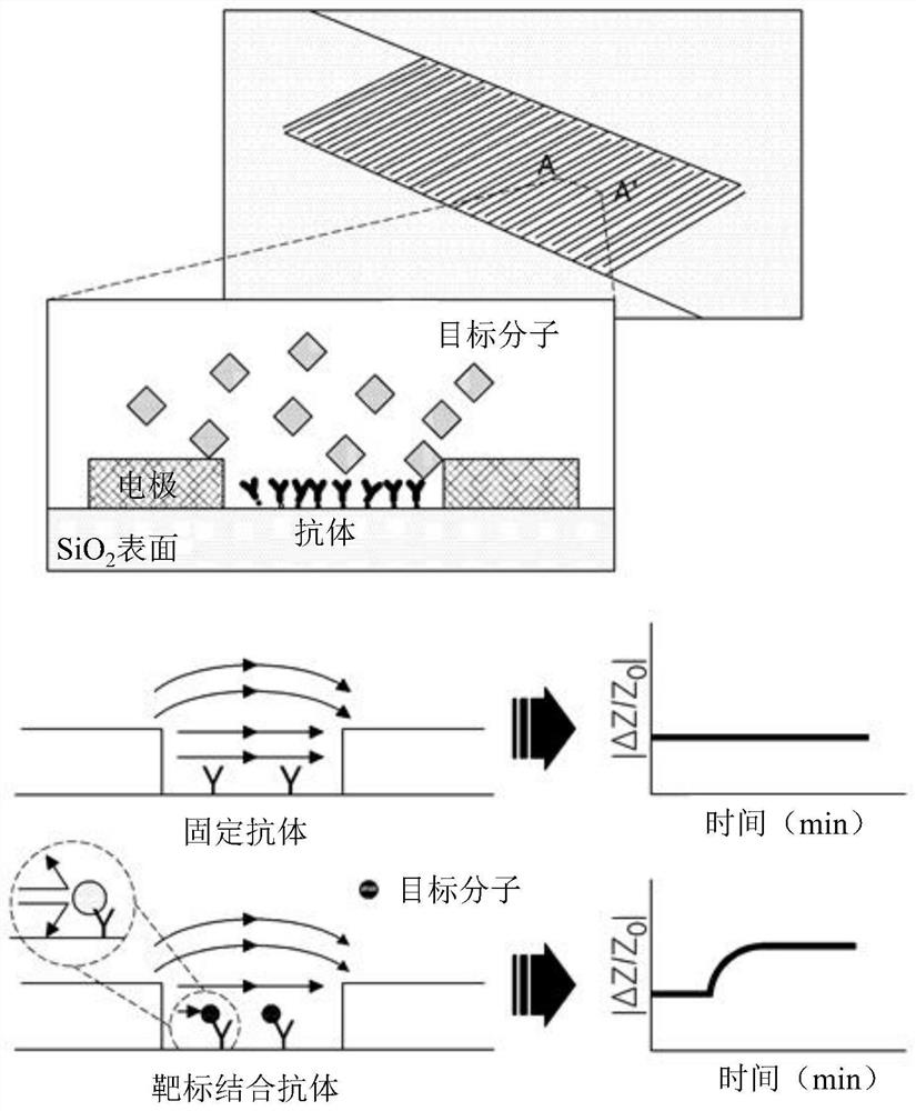 Microelectrode biosensor using dielectrophoresis and method for detecting biological material by using same