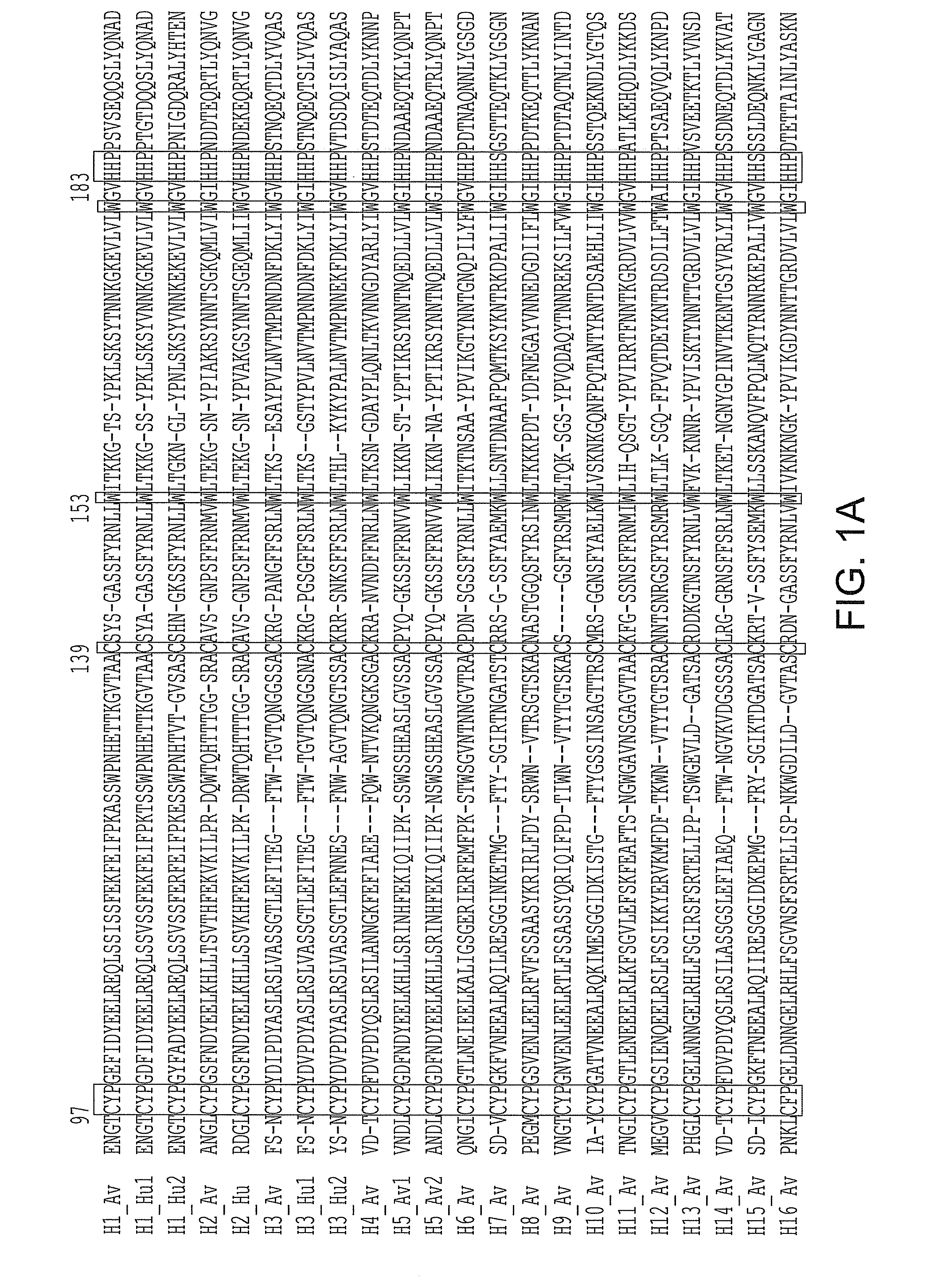 Hemagglutinin Polypeptides, and Reagents and Methods Relating Thereto