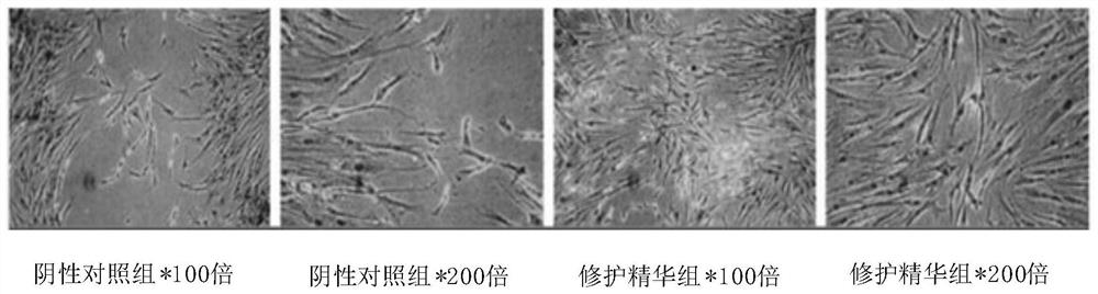 Repairing essence for regulating stability of epithelial immune microenvironment based on adaptogen and preparation method of repairing essence