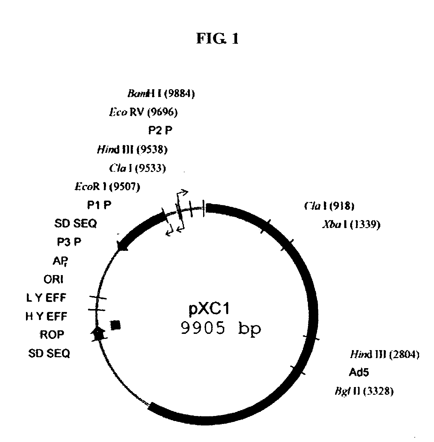 Construct of tumor-selective recombinant adenovirus, method for preparing the same and use thereof