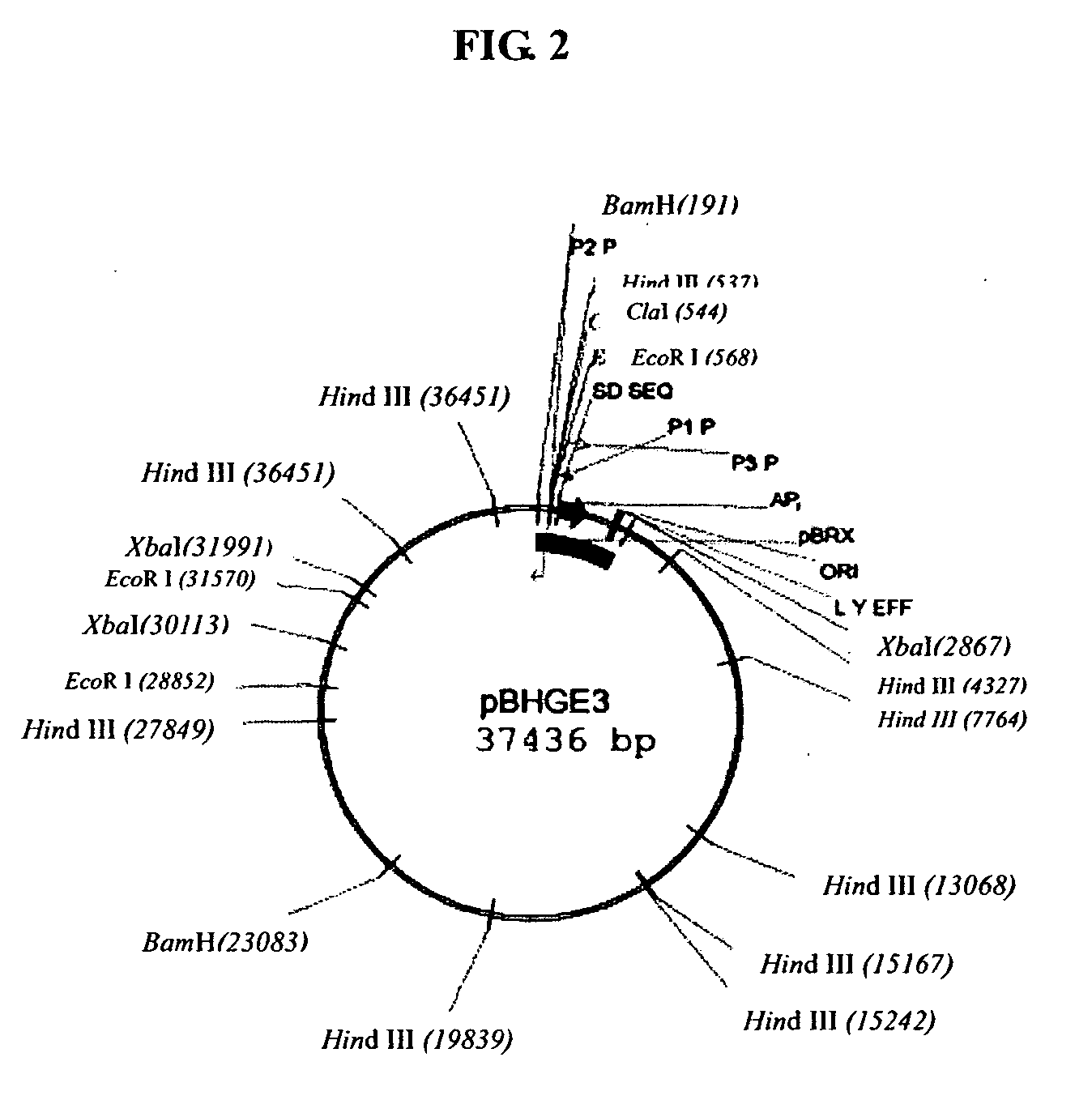 Construct of tumor-selective recombinant adenovirus, method for preparing the same and use thereof