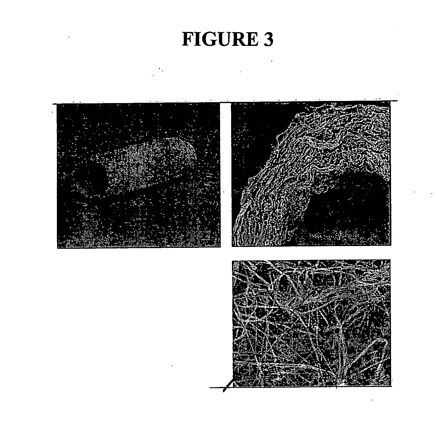 Cell scaffold matrices with image contrast agents
