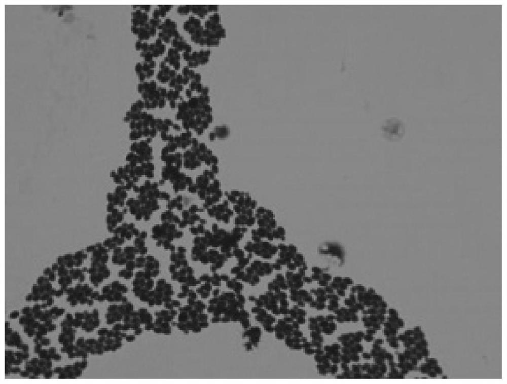 Salt-tolerant saccharomycetes for increasing content of pyrazine compounds in soy sauce and application of salt-tolerant saccharomycetes