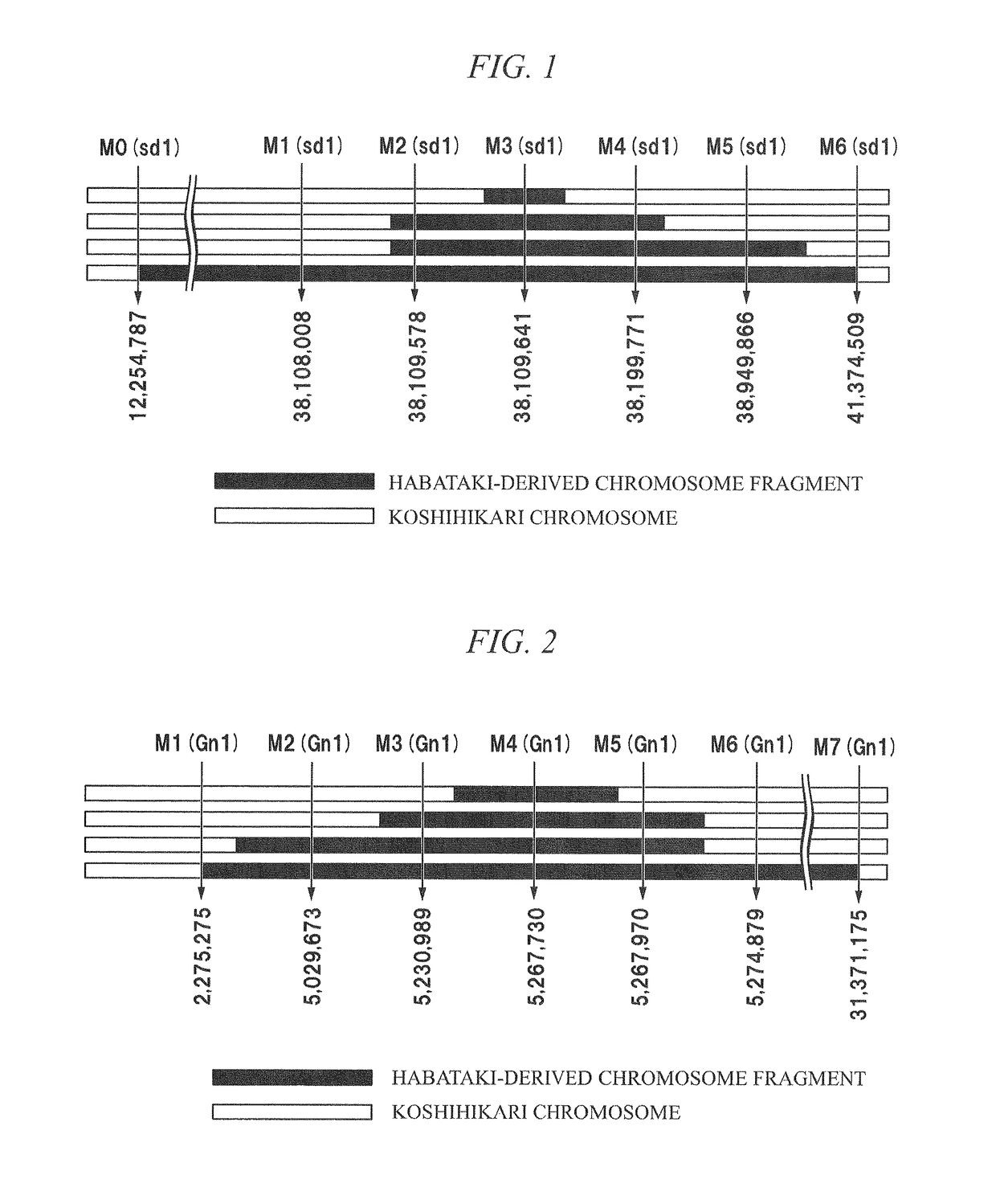 Method for producing rice F1 seed, rice F1 seed, and rice male sterile line