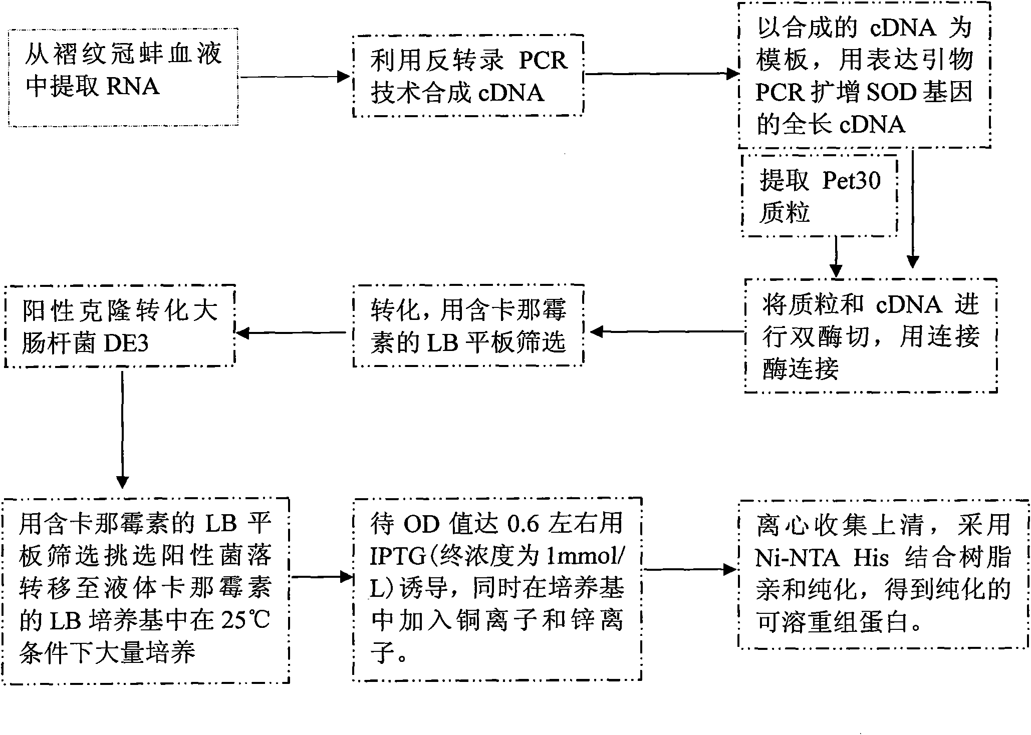 Preparation method for Margaritana copper-zinc superoxide dismutase